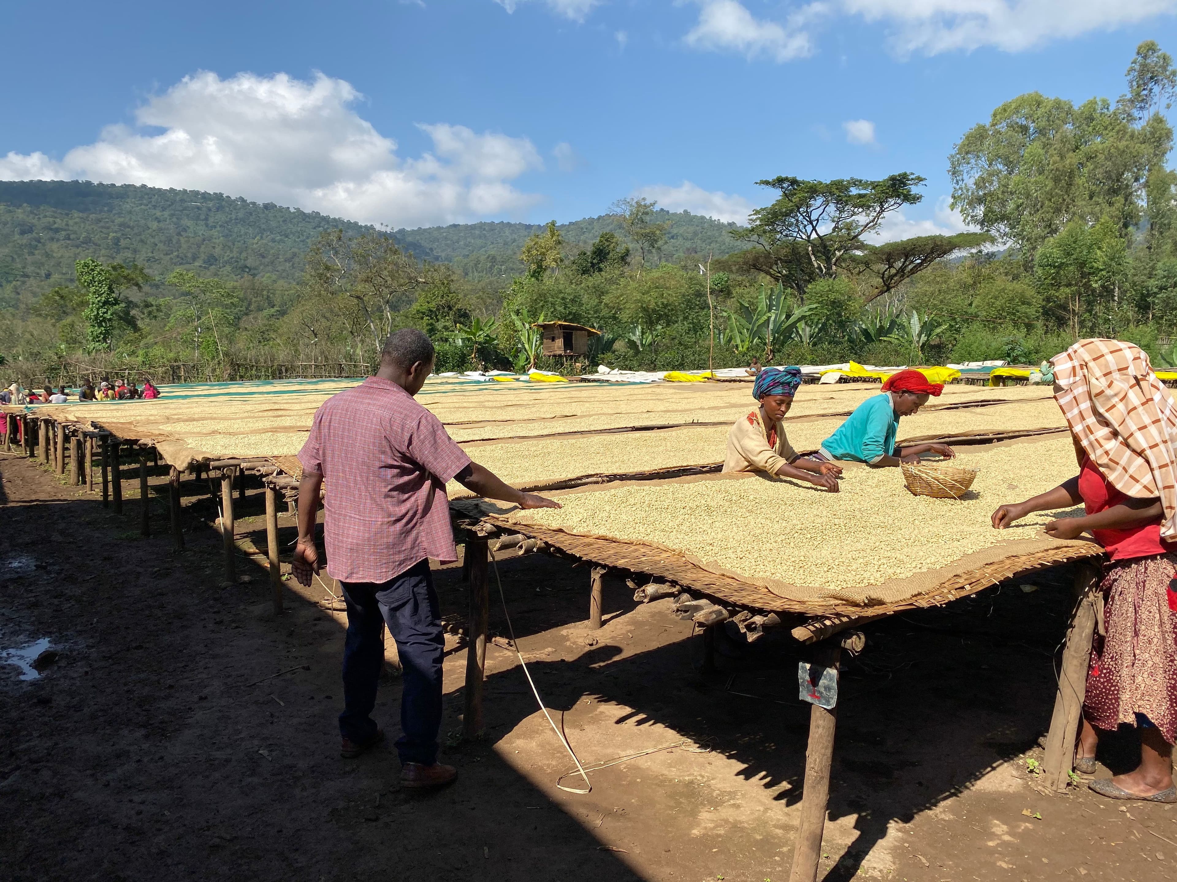 Image of Ethiopia Girma Sintayehu Hamma