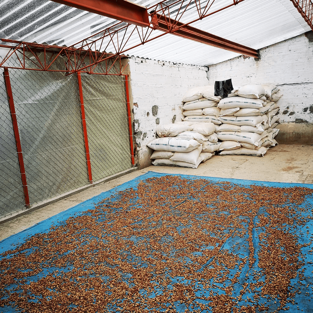 Image of Finca Villa Clabelina Lot 8 Extended Fermentation Natural - Ciudad Bolivar