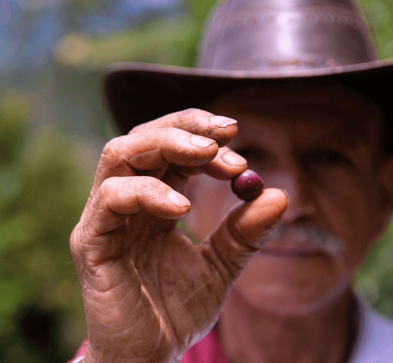 Image of Caturra Chiroso