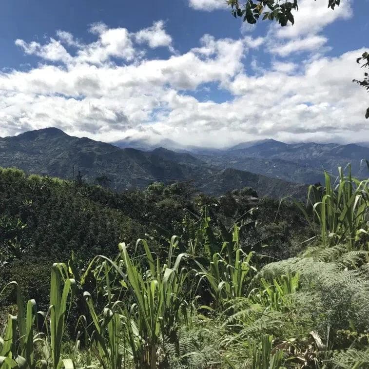 Image of Galeras Decaf
