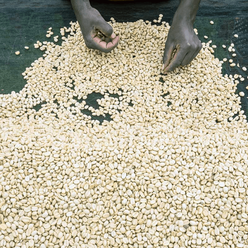 Image of Kenya Mukuyuni AA