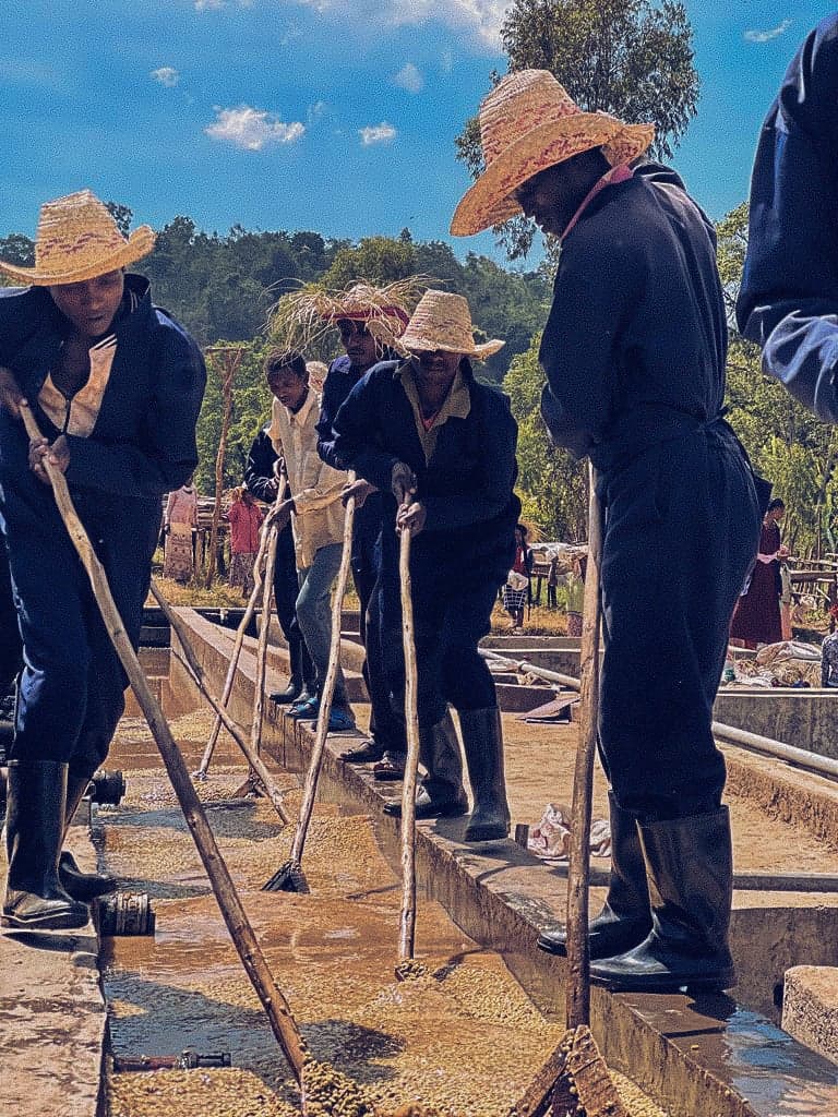 Image of Ethiopia Yirgacheffe Aricha Adorsi