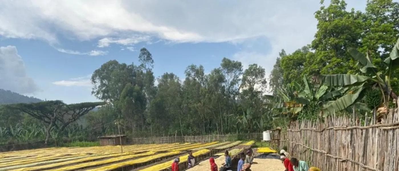 Image of Ethiopia Adebe Cherfo