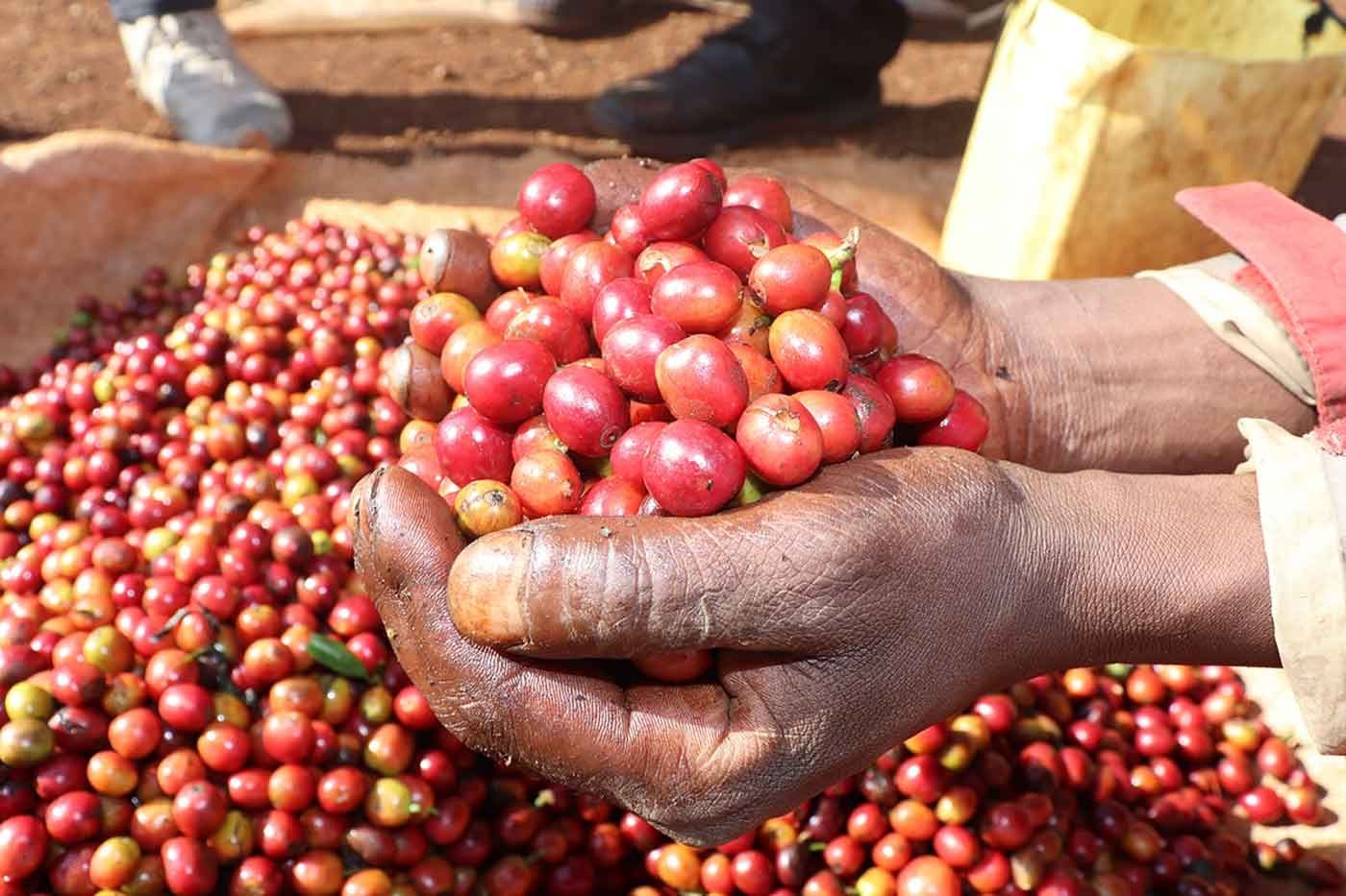 Image of Kenya Gichathaini Ab