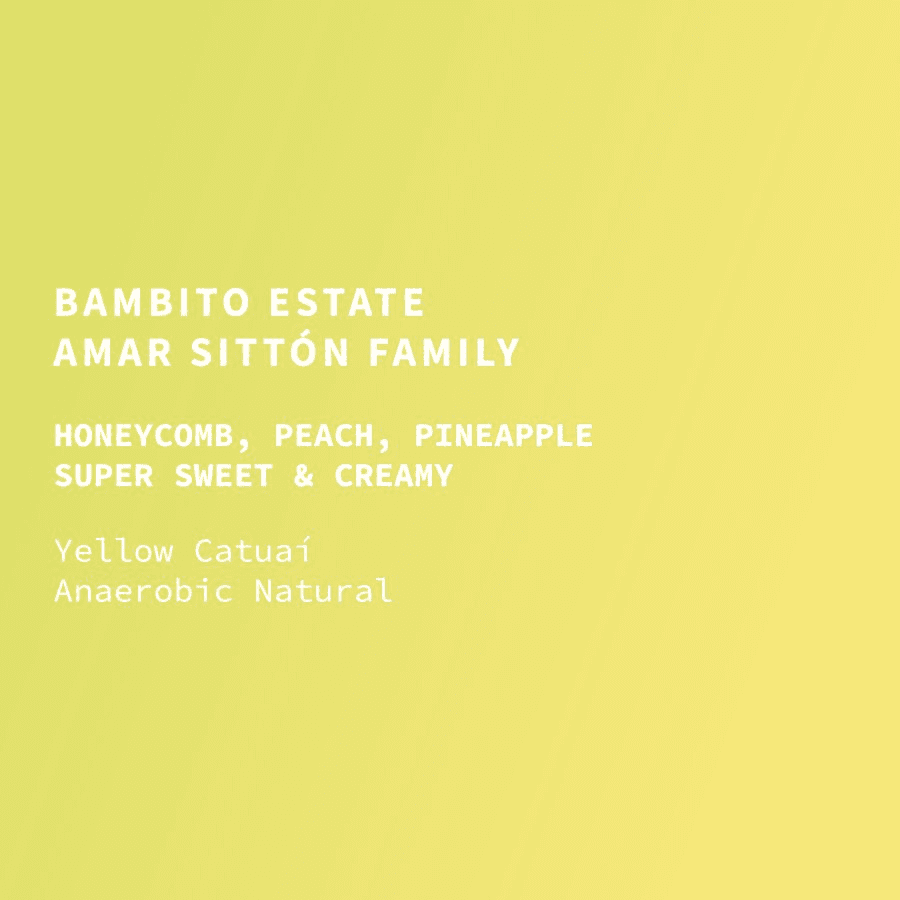 Image of Panama Bambito Estate