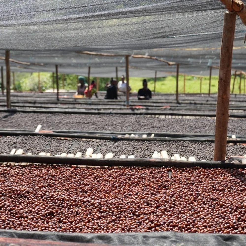 Image of Ethiopia - Niguse Gemeda Mude - Slow Shade Drying (COE Winner #1, 2020)