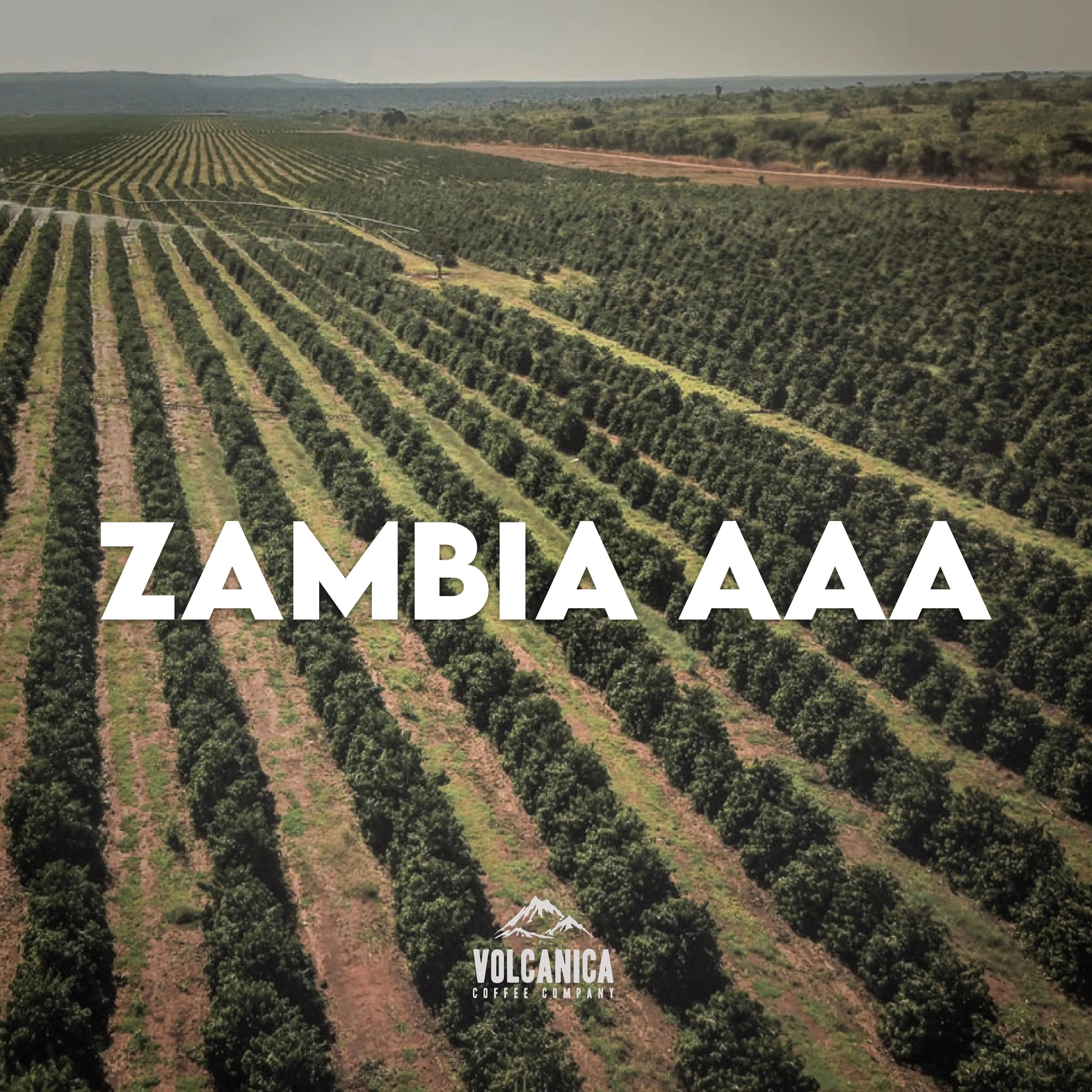 Image of Zambia AAA Coffee