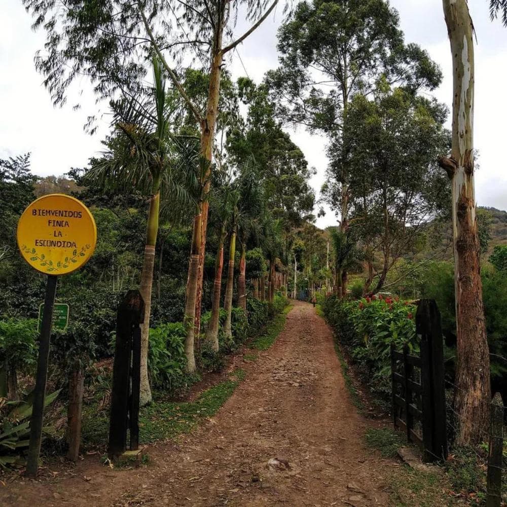 Image of Nicaragua - Finca Meirisch - Escondida - Laurina Natural