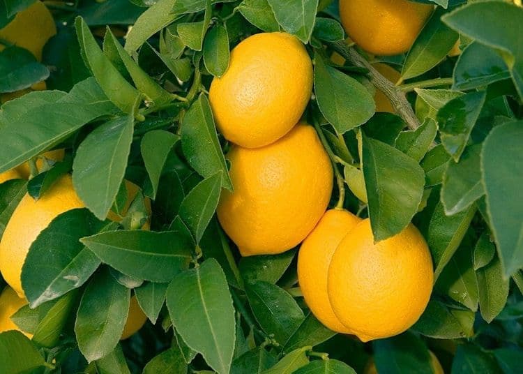 Image of Blackcurrants Lemon