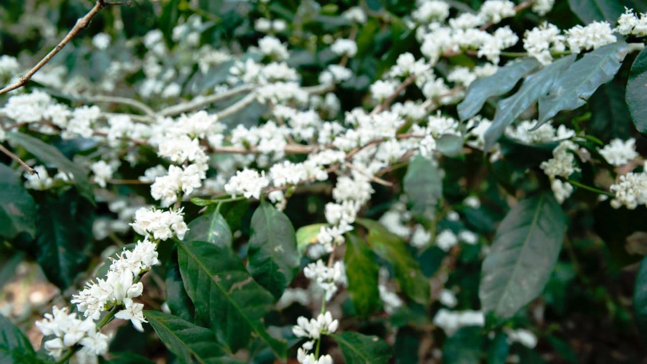 Image of Brazil Eduardo And Roberta Soares Paraiso Natural