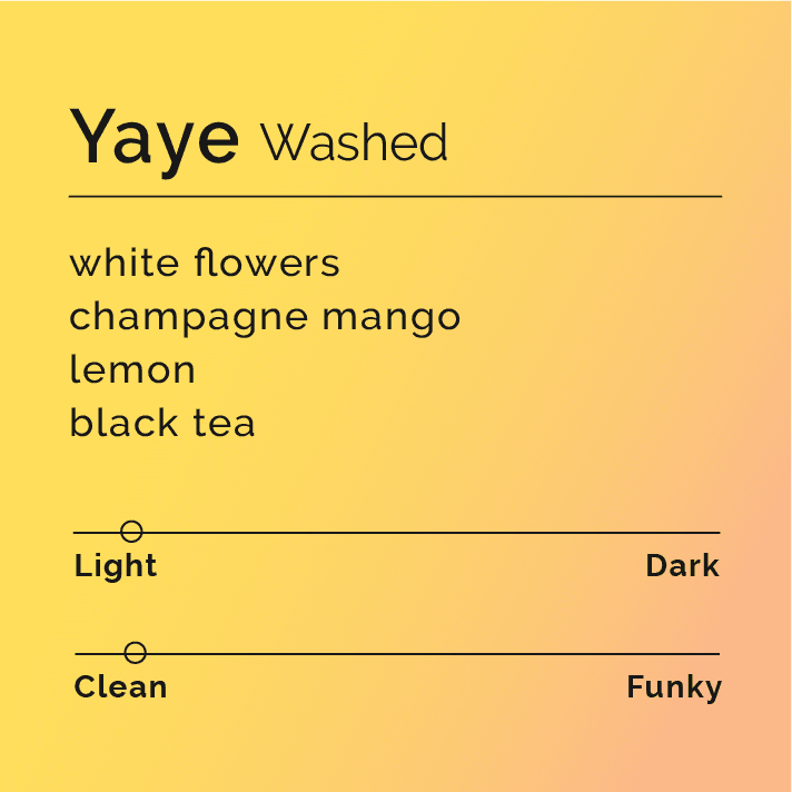 Image of Yaye - Washed