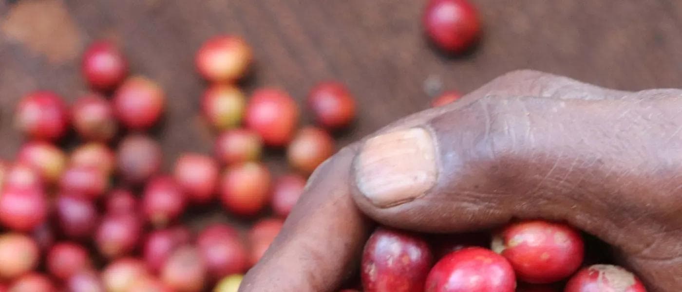 Image of Kenya Kimologit