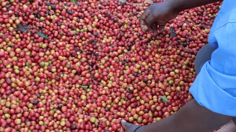 Image of Kenya Mufasa Natural