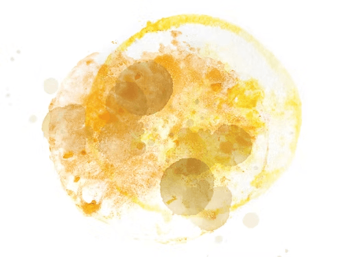 Image of Mexico Cafeologo Marsellesa Washed