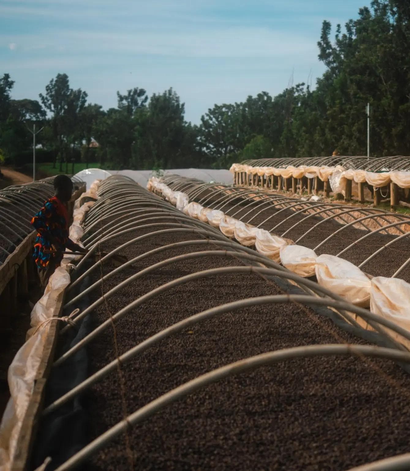 Image of Uganda Bantu Blossom