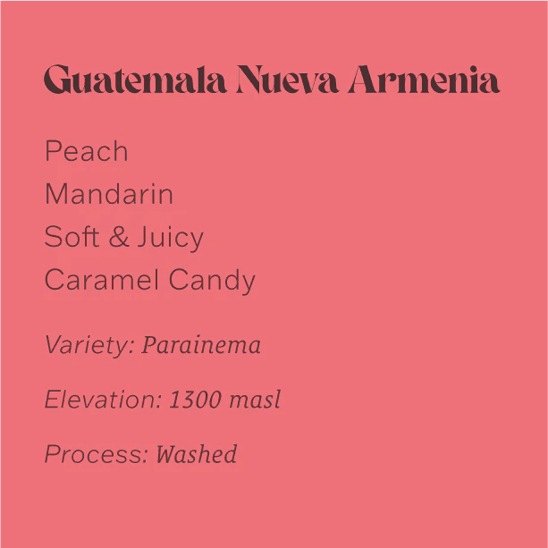 Image of Guatemala Finca Nueva Armenia Lot 6