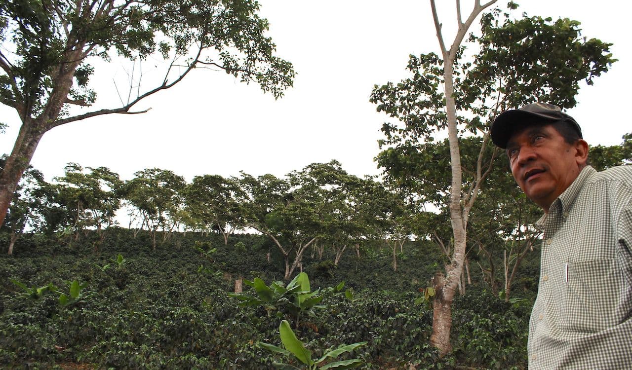 Image of Nicaragua Dipilto Finca San Ramón Donald Roque