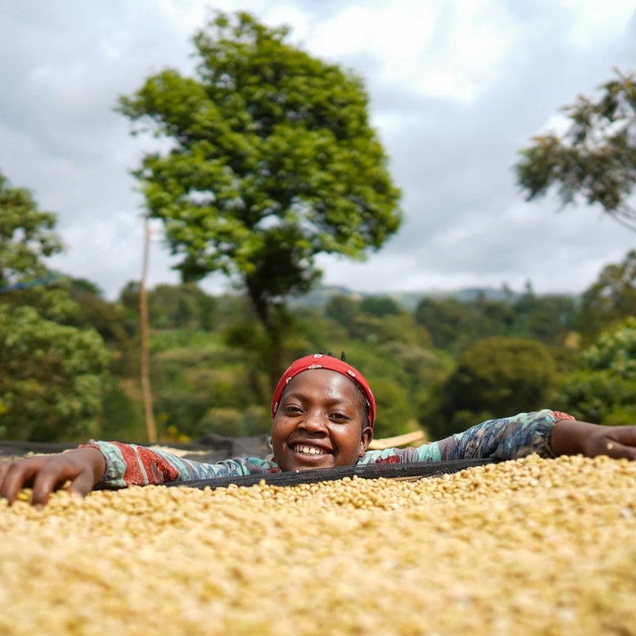 Image of Rumudamo - Anaerobic Washed - Ethiopia - 2023