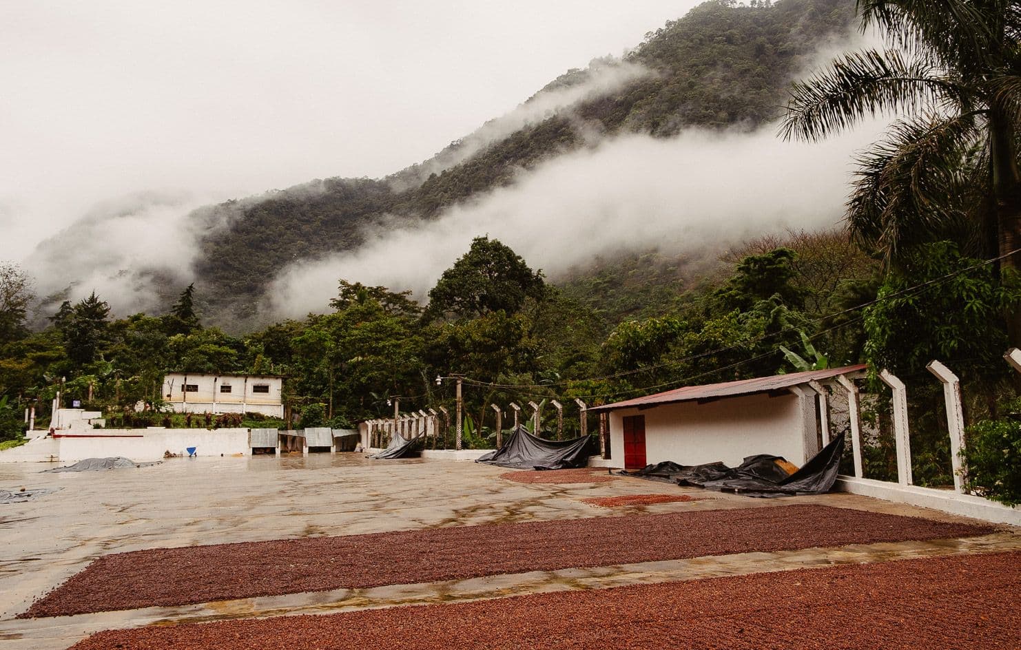Image of Guatemala Finca La Bolsa