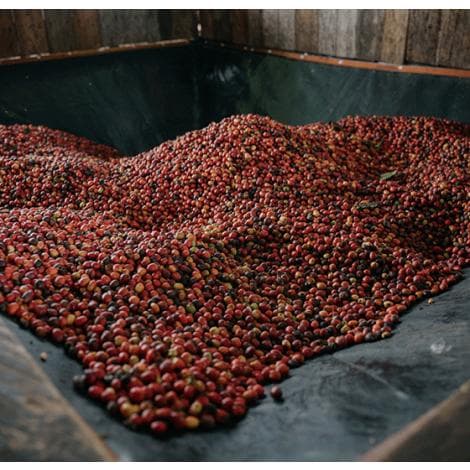 Image of Colombia Finca Las Brisas Ombligon