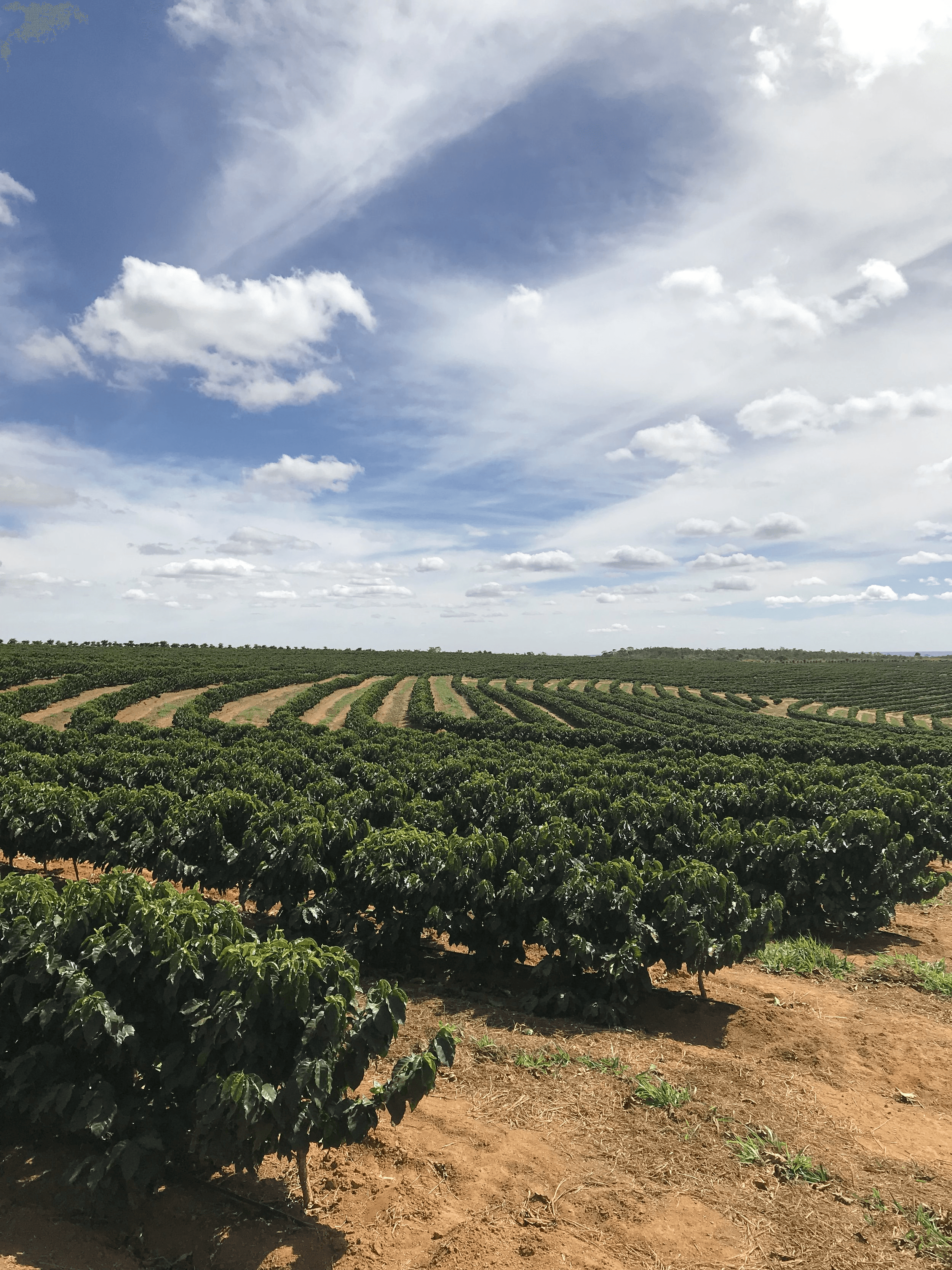 Image of Brazil - Rio Brilhante - Low Caff