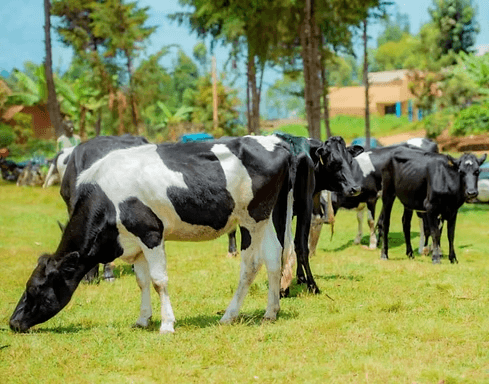 Image of Dukunde Kawa