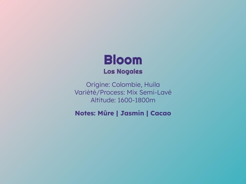 Image of Bloom Filter