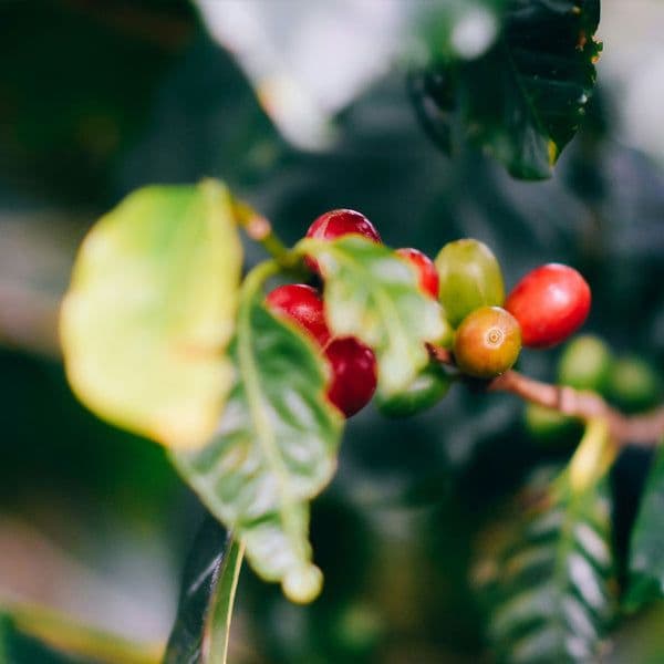 Image of Costa Rica Alejo Castro Kahle