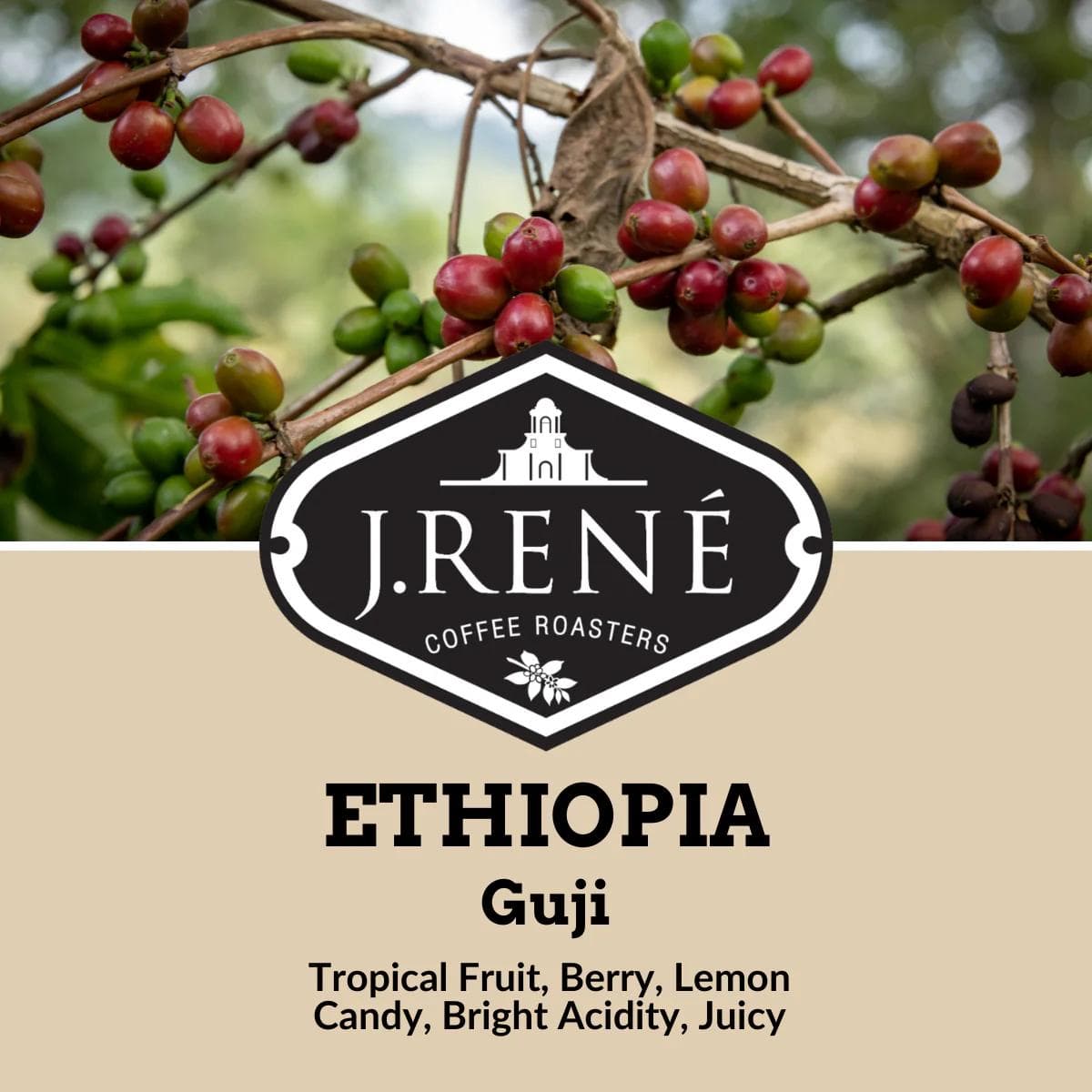 Image of Ethiopia Guji 
