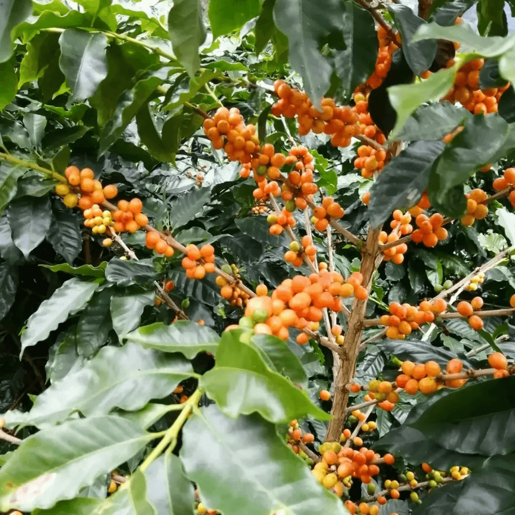 Image of Finca San Gabriel Orange Tabi - Huila