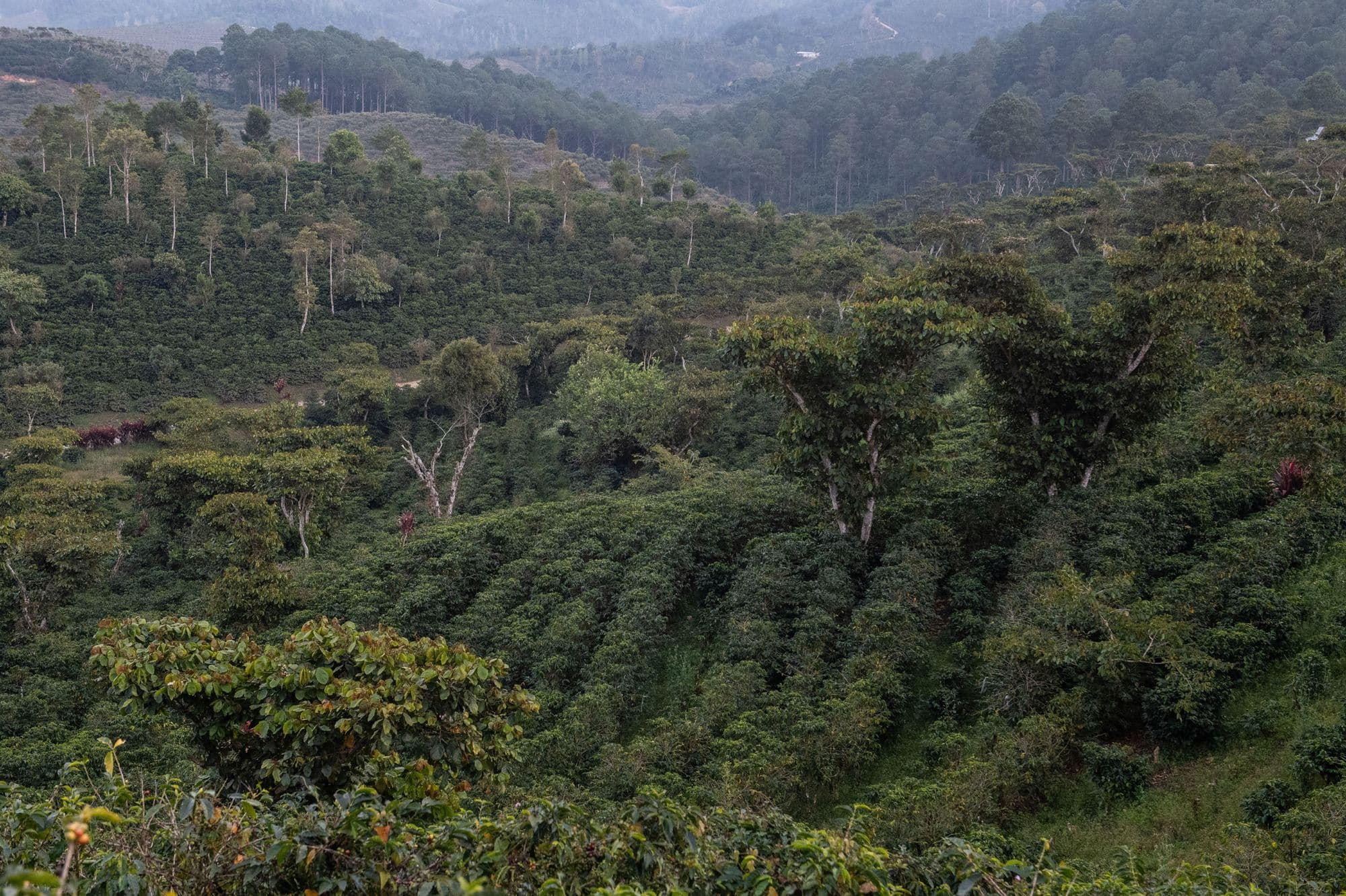 Image of Guatemala Santa Isabel Dulce