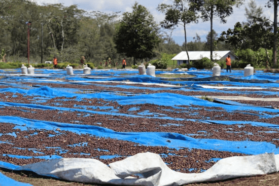 Image of Papua Kindeng - NEW