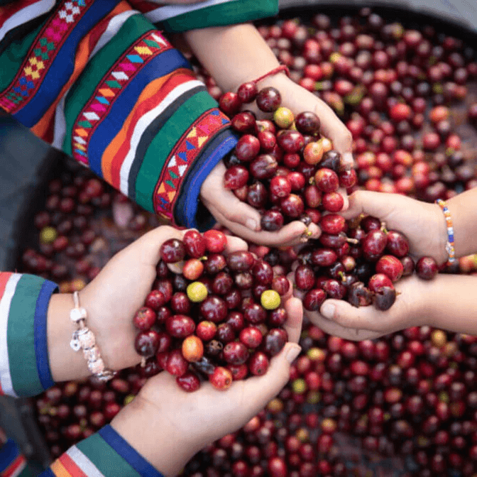 Image of Finca La Secreta FW - Ciudad Bolivar