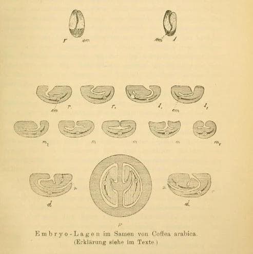 Image of Decaf Colombia