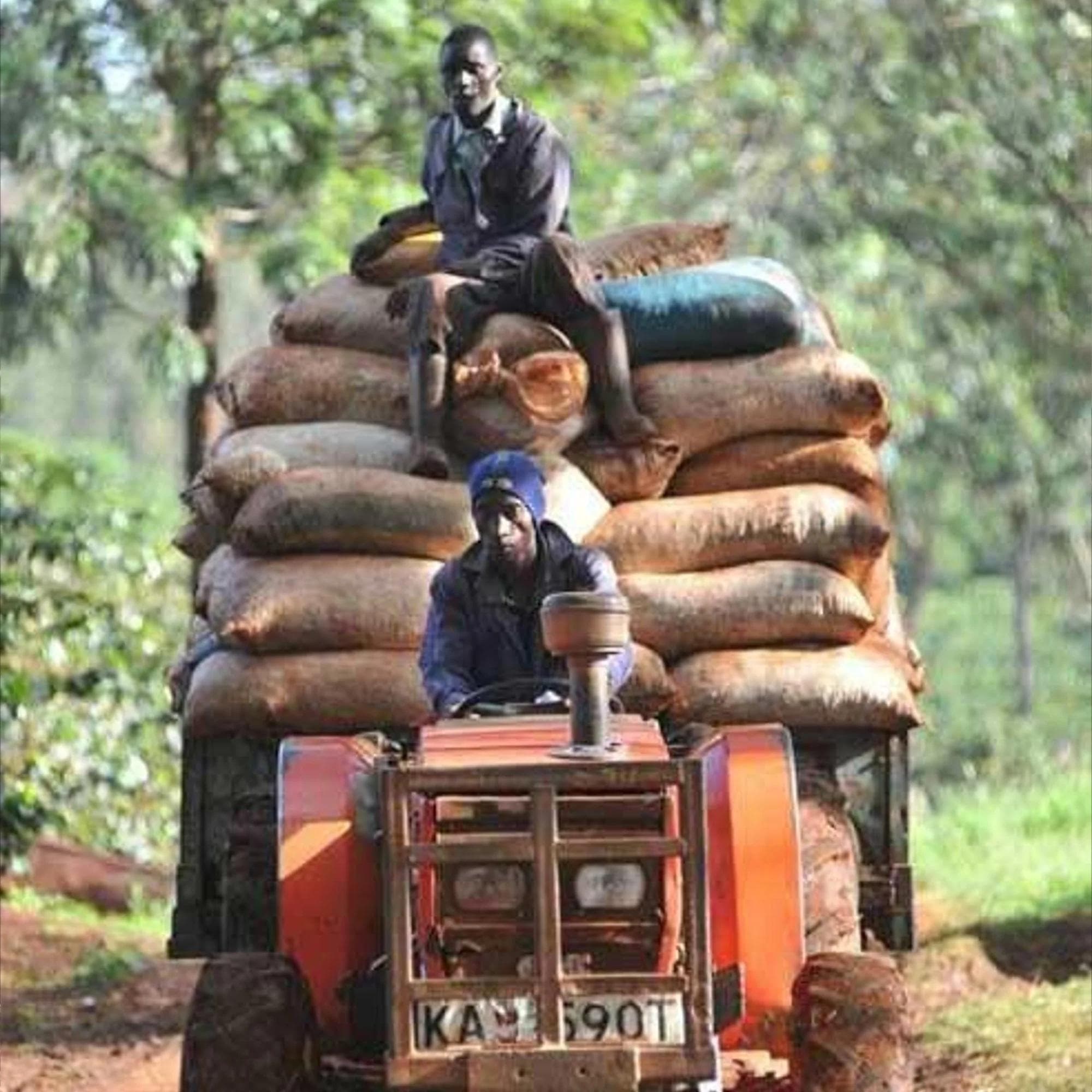 Image of Kenya AA Blue Mountain