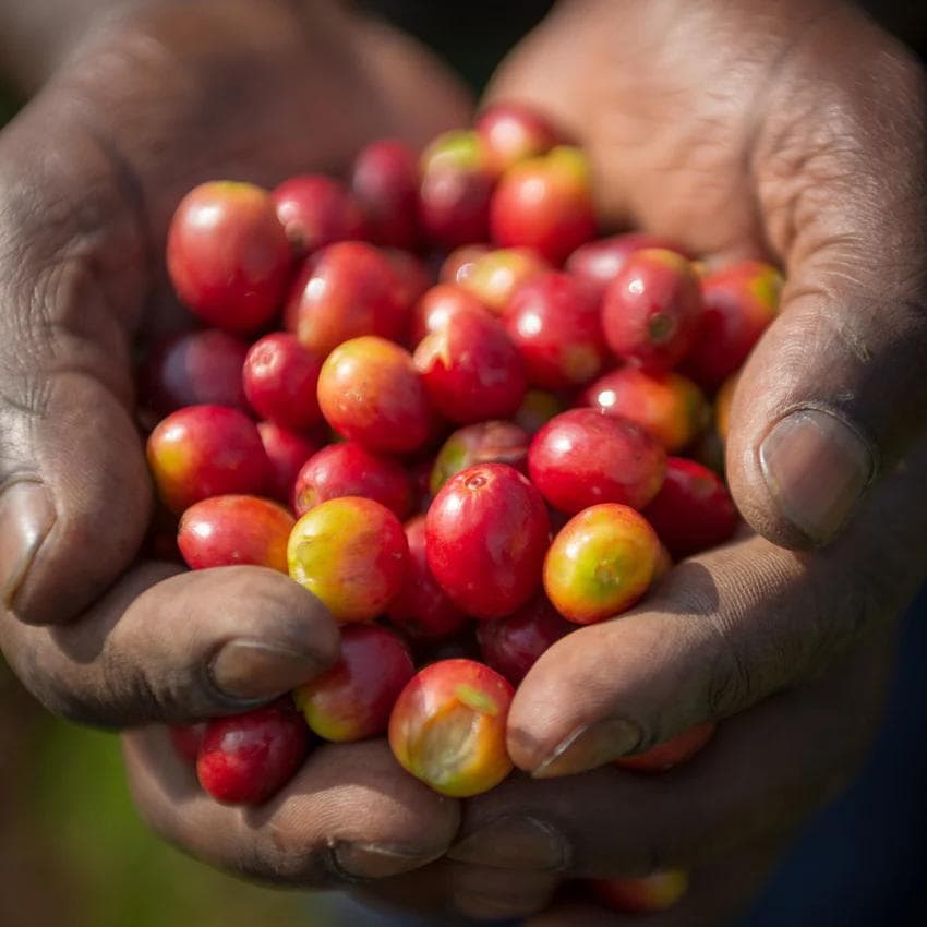 Image of Kenya OL Ochoy PB