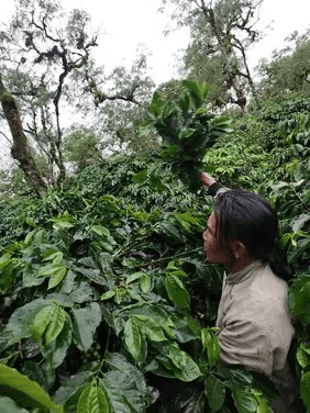 Image of Sumatra - Orang Utan Coffee Project 