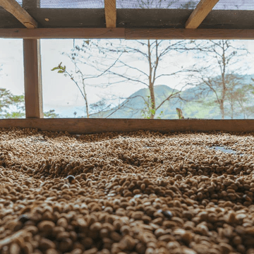 Image of Peru Alto Inambari