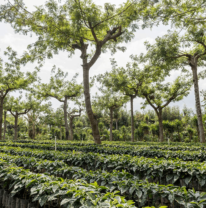 Image of San Jeronimo Washed Guatemala