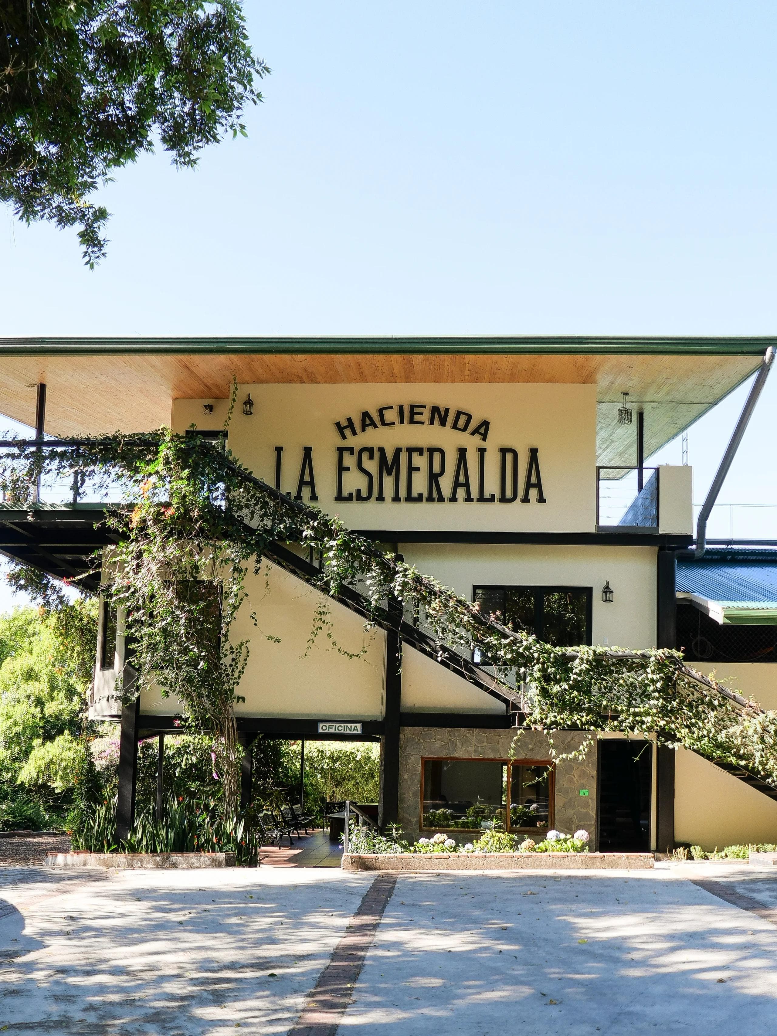 Image of  Esmeralda Mario Arriba 4BANC - Special Lot Geisha Cold Room Dried