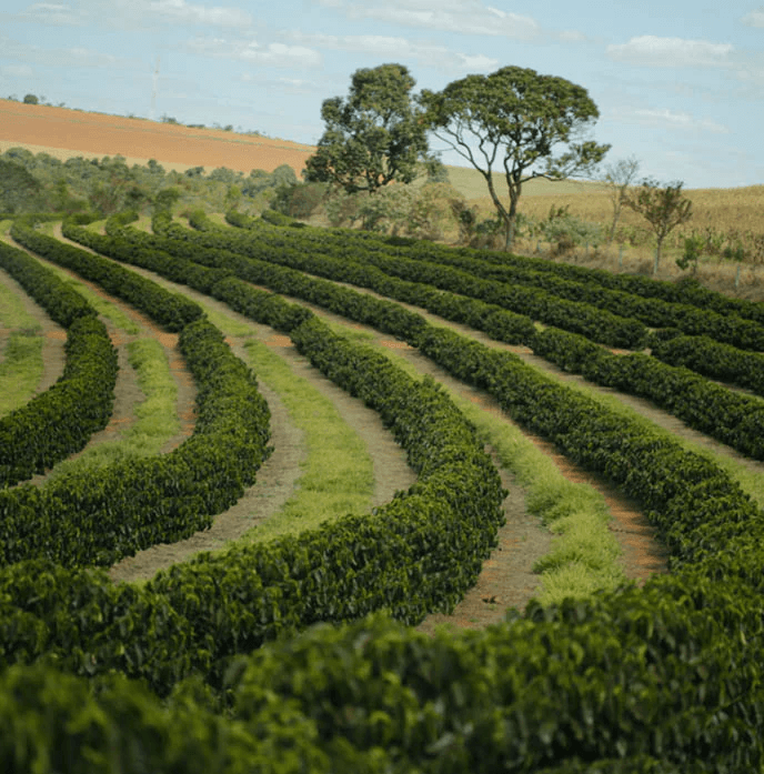 Image of Seasonal Espresso - Fazenda Sao Lourenco Natural Brazil