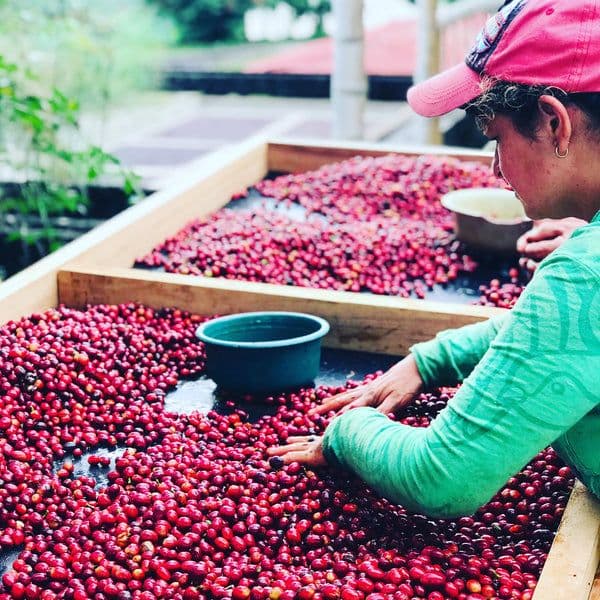 Image of Colombia El Placer Pink Bourbon Lv