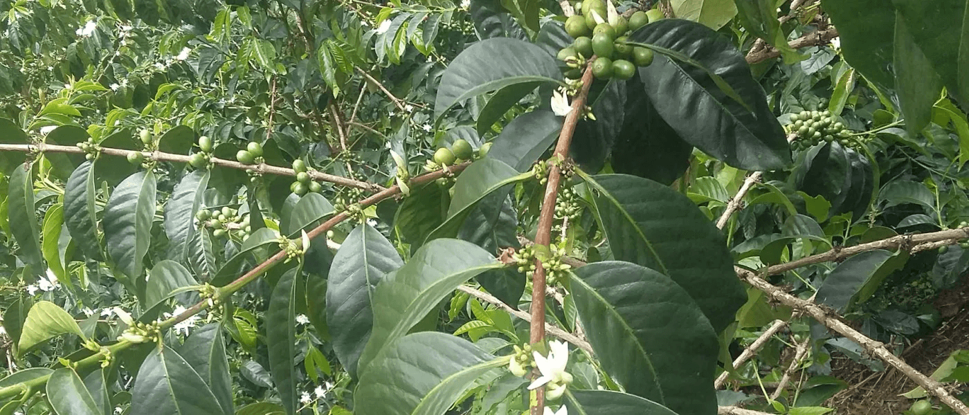 Image of El Salvador Cristián Rodríguez