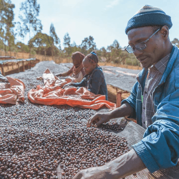 Image of Ethiopia Moplaco