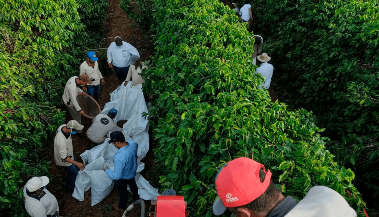 Image of Sobre Drip Santa Cecilia
