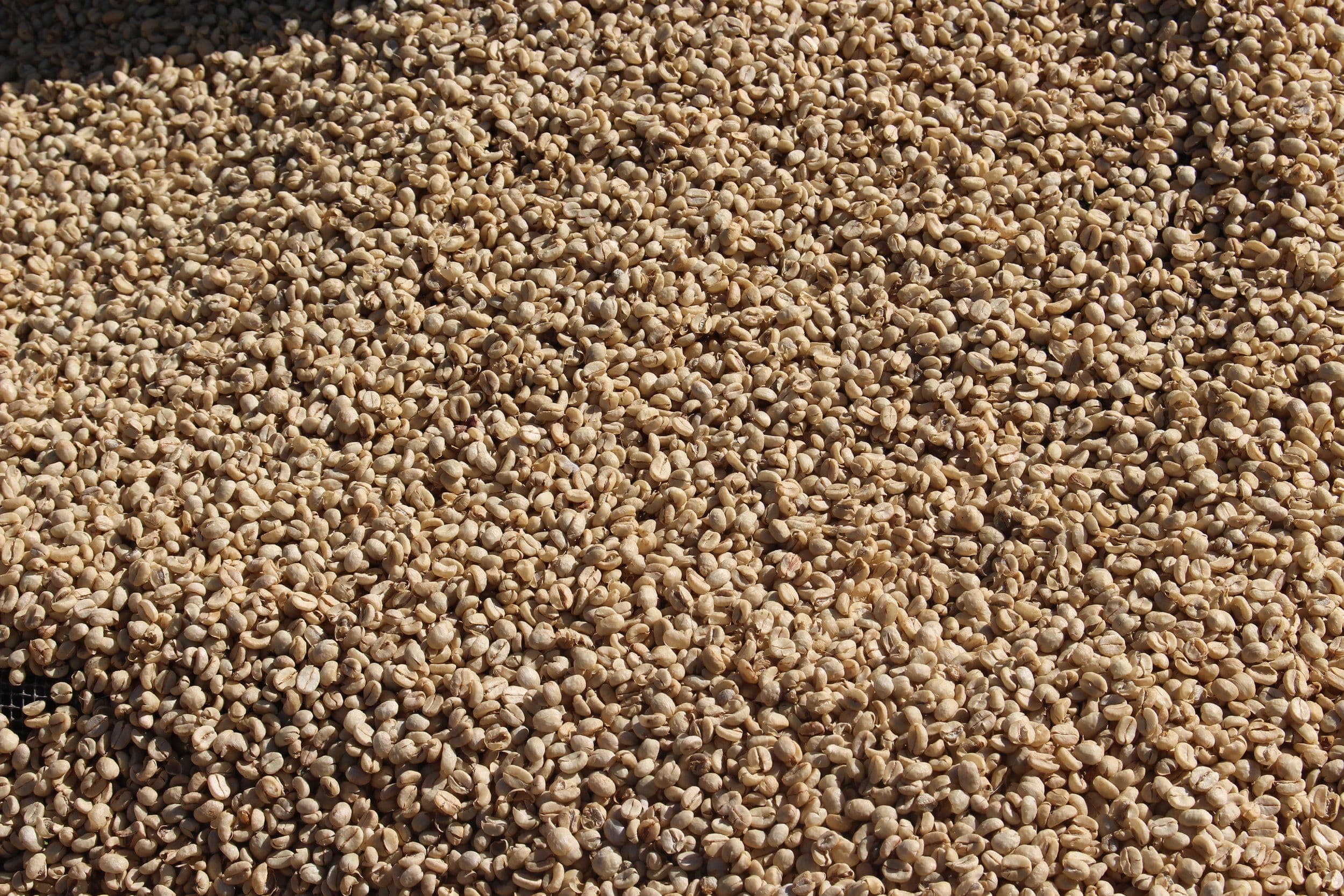 Image of Uganda Espresso - Fully Washed