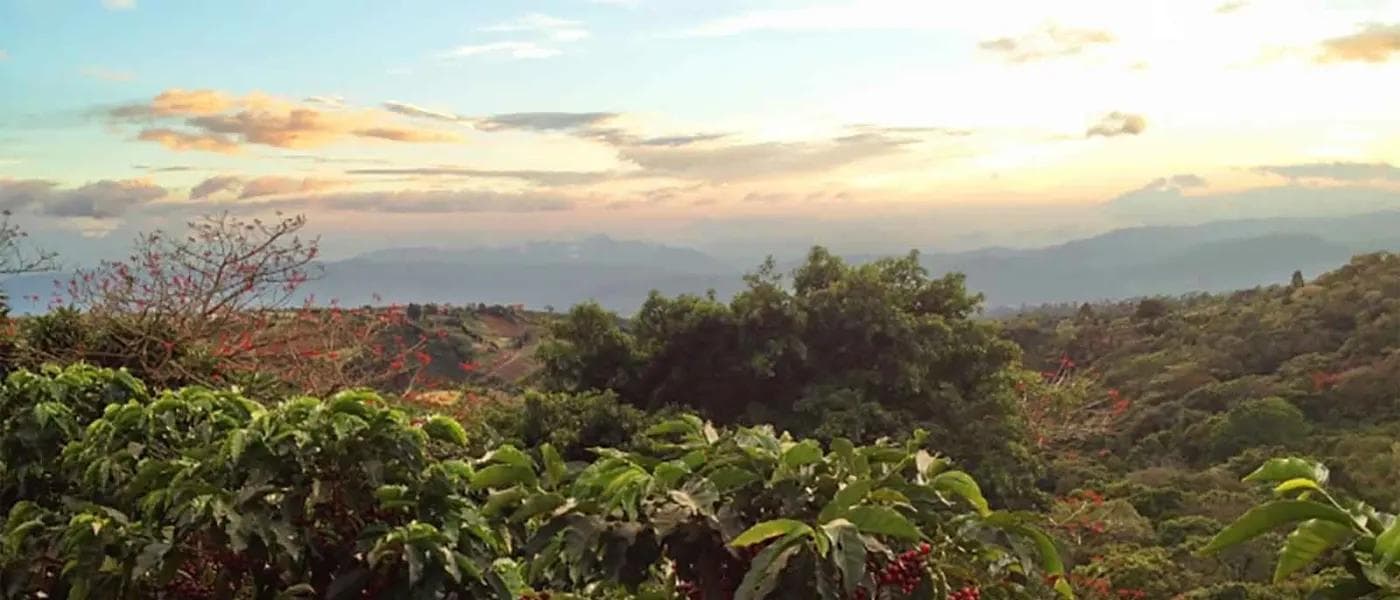 Image of Costa Rica Finca Volcán Azul  Marsellesa