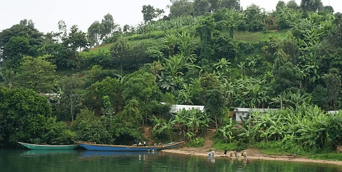 Image of Enjaja Organic