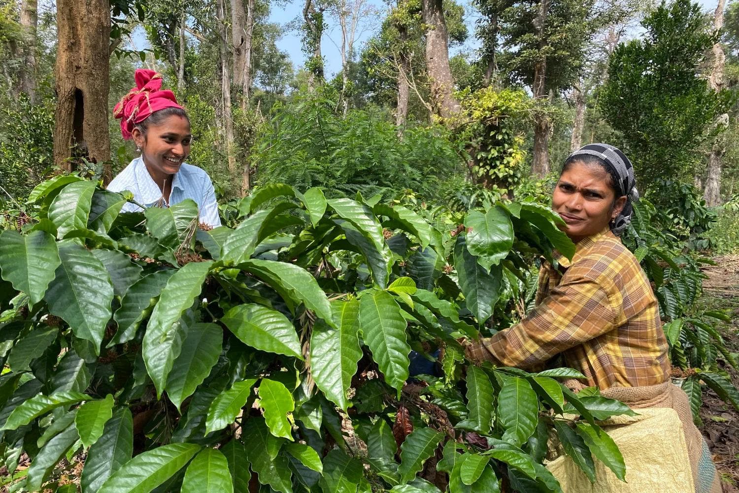 Image of India - Coorg - Karnataka