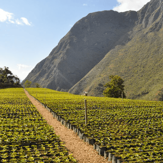 Image of Bolivia Agro Takesi Geisha